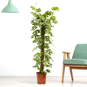 Fensterblatt XXL (Monstera minima, 160 cm)
