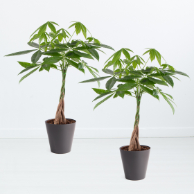 Two money tree + free pots | +/- 60-70 cm | ø 17 cm | Pachira 