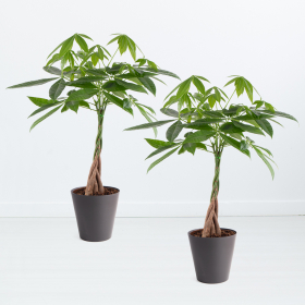 Two Money Tree + Free Pots | +/- 60-70 cm | ø 17 cm | Pachira 