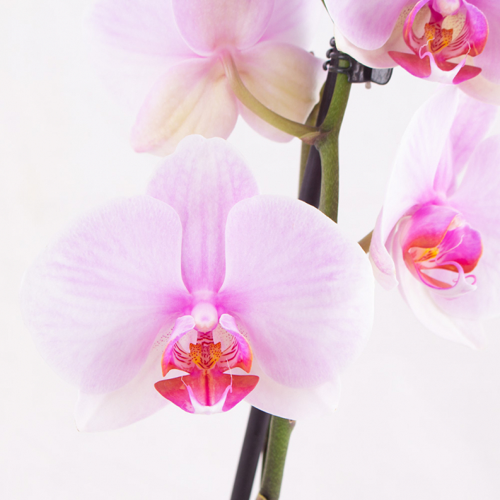Pink orchid (2 trusses) + free pot | +/- 70 cm | ø 12