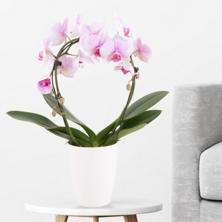 Orchid Arch Pink + free pot |+/- 45 cm | ø 12 | Phalaenopsis