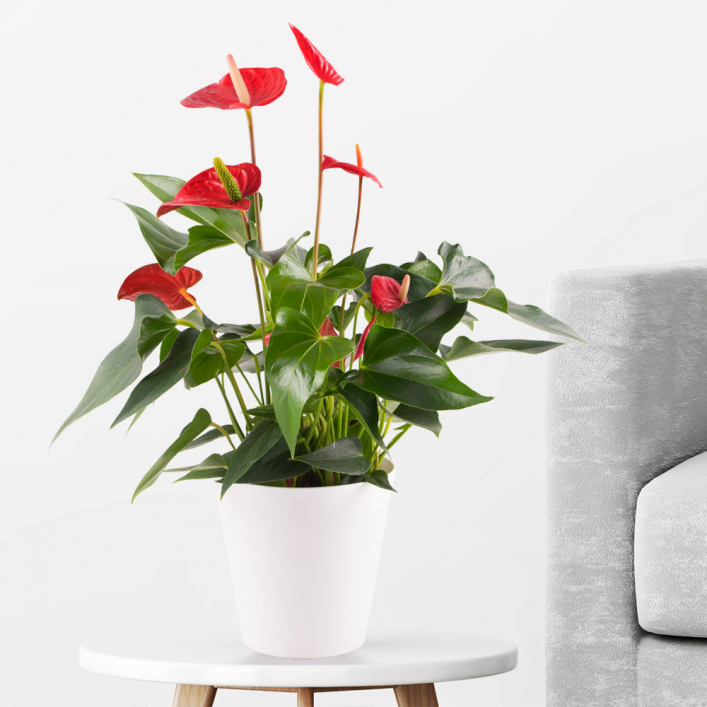 Voor u idioom Fondsen Flamingo Flower Red + free pot | +/- 50 cm | ø 14