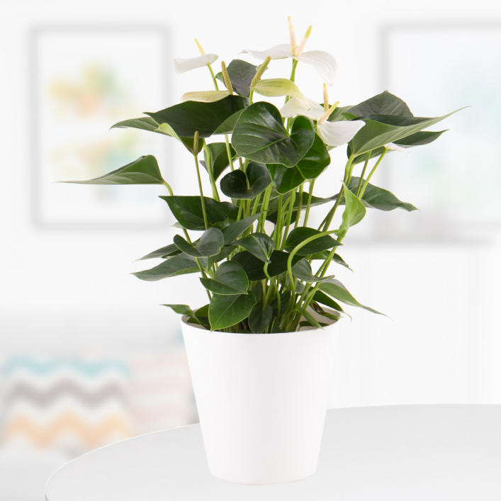 escort De eigenaar Betekenisvol Flamingo Flower White + pot | +/- 50 cm | ø 14 | Anthurium