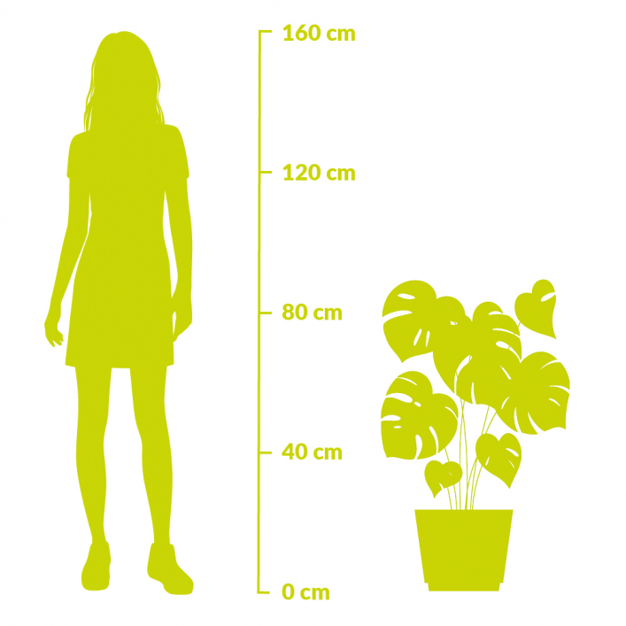 Monstera Deliciosa 85cm Monstera Deliciosa 85cm