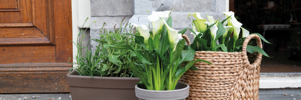 Outdoor Plants Outdoor Plants