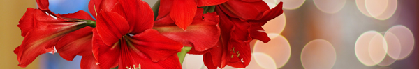 Order a Christmas bouquet online