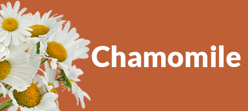 Flower bouquet with chamomile