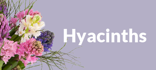 Order flower bouquets with hyacinths