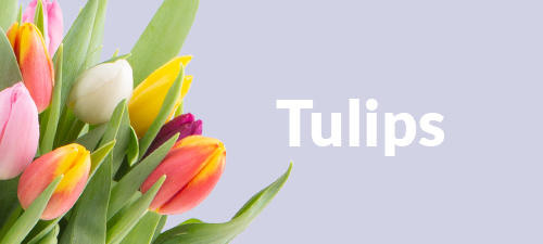 Order fresh and colorful tulips online