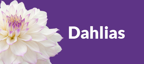 Dahlia bouquet