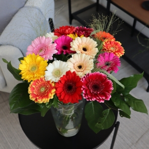 Buy Gerbera Buy Gerbera