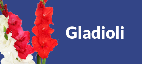 Gladioli bouquet