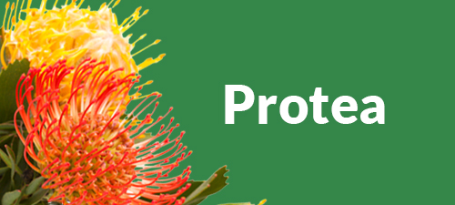 Protea bouquet