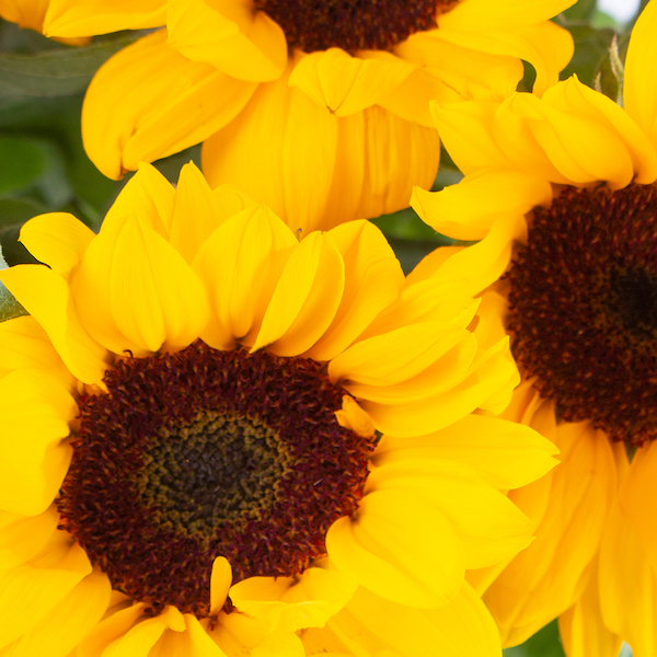 Order a sunflower bouquet