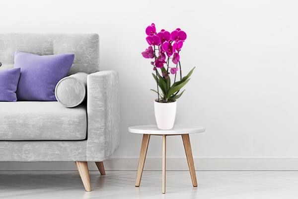 Orchideen online bestellen