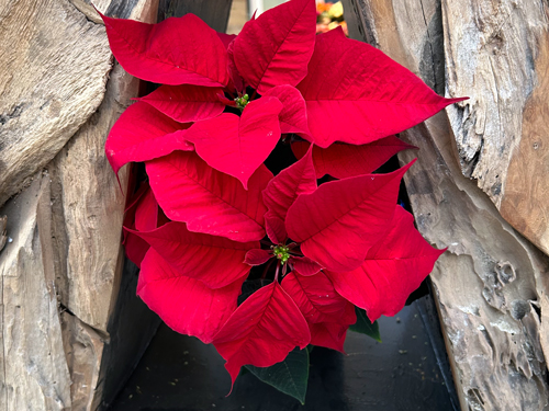 Buy a poinsettia