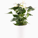 Order an anthurium online