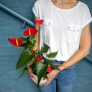 Buy flowering houseplants online