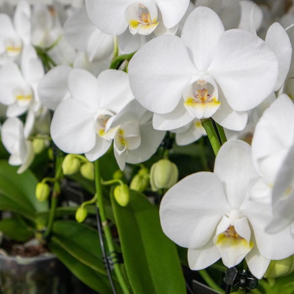 Order white flowering houseplant