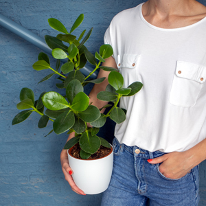 Buy office plants online Buy office plants online