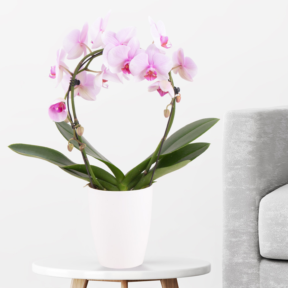 Buy orchids online