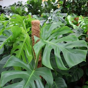 Monstera kaufen Monstera kaufen