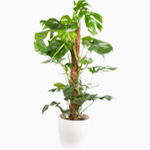 Order a monstera pertusum incl. moss stock