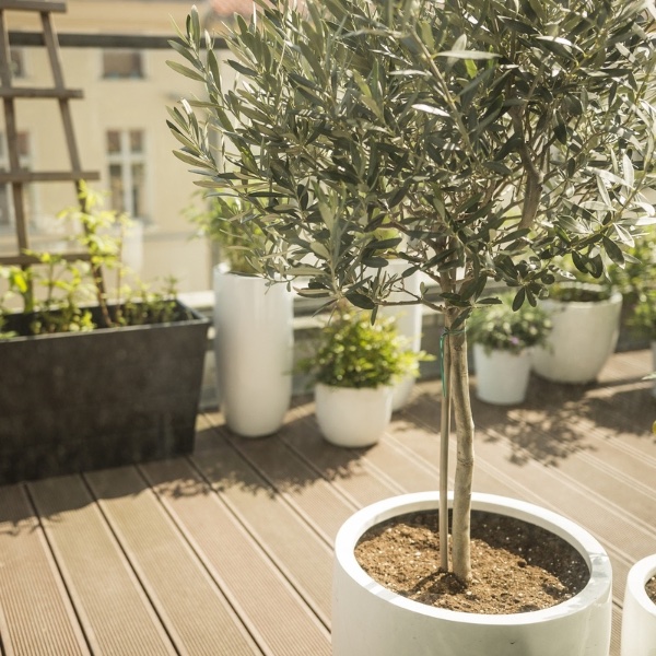 buy balcony plants online