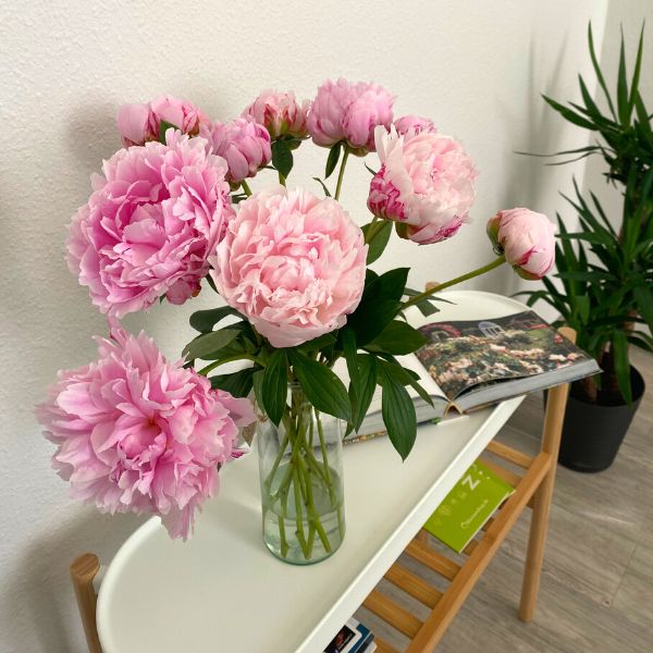 Buy peonies store