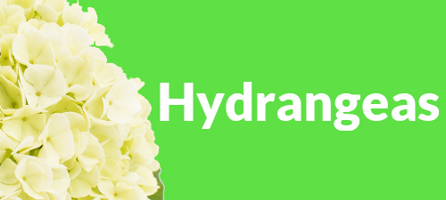 Order hydrangeas online