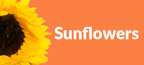 Order sunflowers online