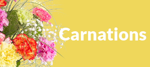 Order fresh and beautiful carnations online