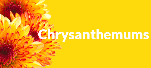 Order colorful chrysanthemums now online