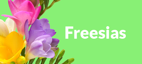Order colorful and fresh freesias online