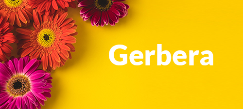 Order gerbera flowers online 