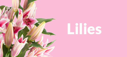 Order fresh and colorful lilies online