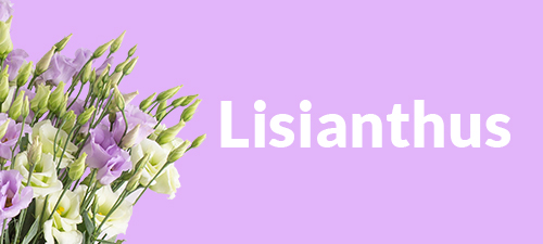 Lisianthus flower delivery