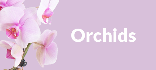 Buy some beautiful orchids online