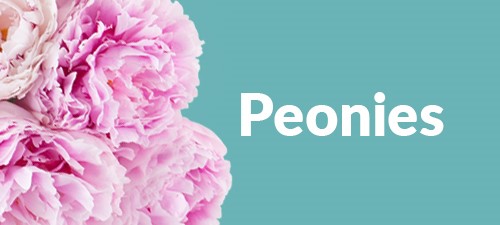 Send a bouquet of peonies