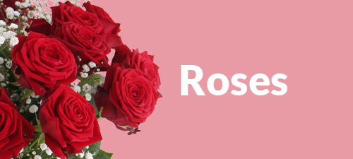 Order fresh roses online now