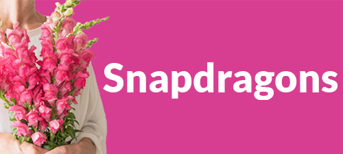 Order fresh snapdragons now online
