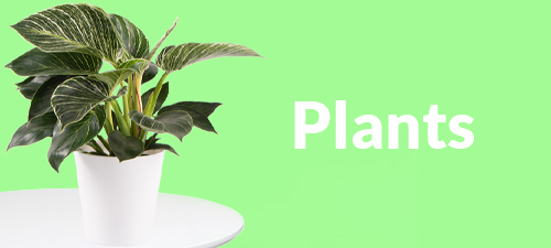 Send plants