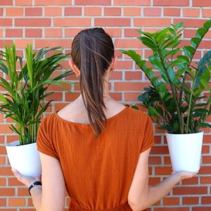 Low-maintenance plants Low-maintenance plants