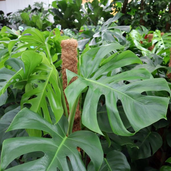 Monstera kaufen